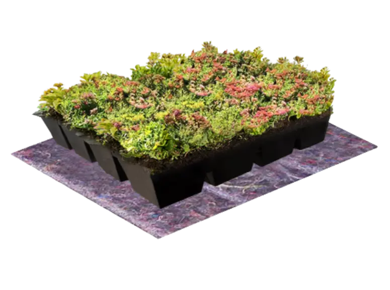 Sedum dakbedekking: de natuurlijke keuze voor duurzame gebouwen